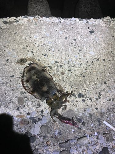 豊浜漁港