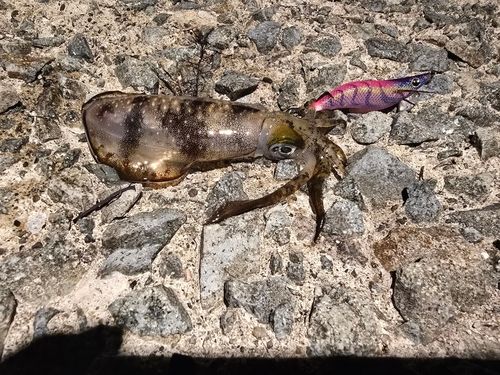 アオリイカの釣果