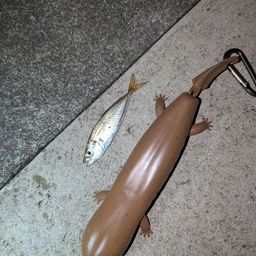 アジ