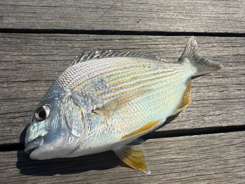 キビレの釣果