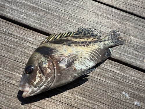 コショウダイの釣果
