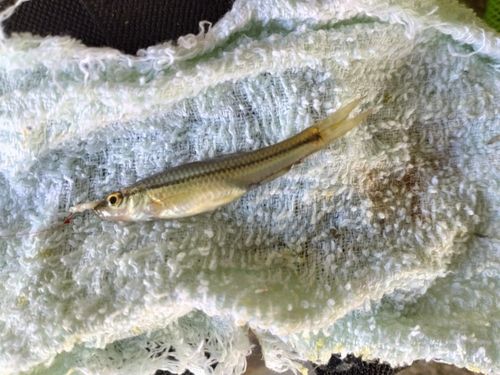 クチボソの釣果