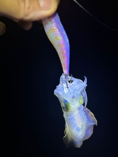 英虞湾