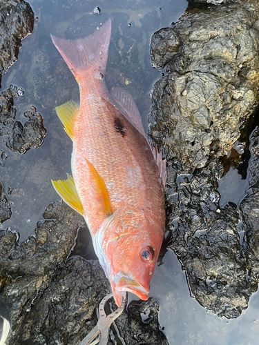 日向灘