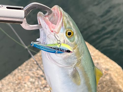 ツバスの釣果