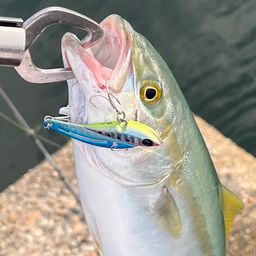 ツバス