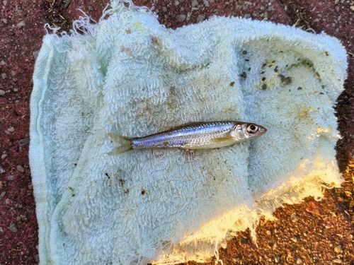 クチボソの釣果
