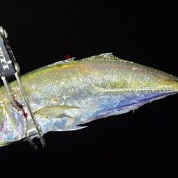 アジ