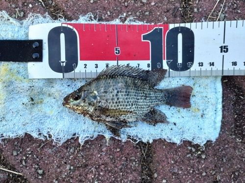 ティラピアの釣果