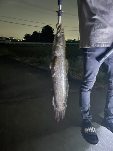 ライギョの釣果