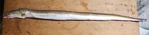 ハモの釣果