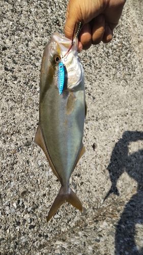 ショゴの釣果