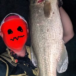 ブラックバス