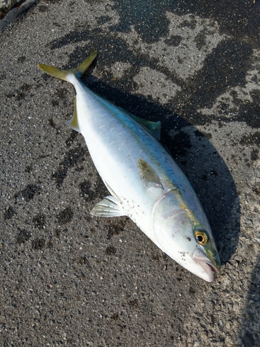 ツバスの釣果