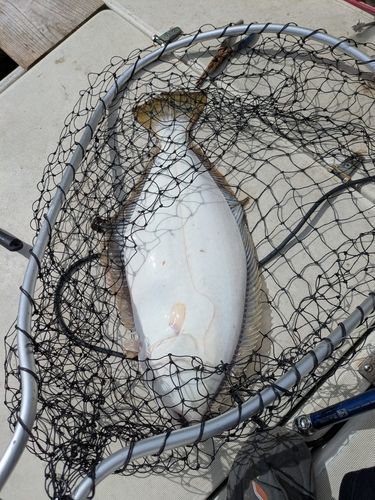 ヒラメの釣果