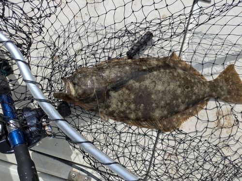 ヒラメの釣果