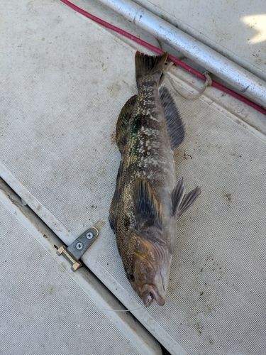 アイナメの釣果