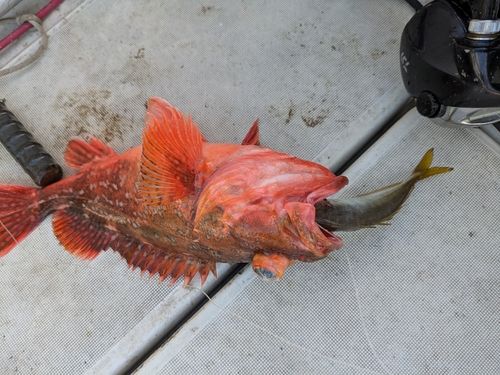 ウッカリカサゴの釣果