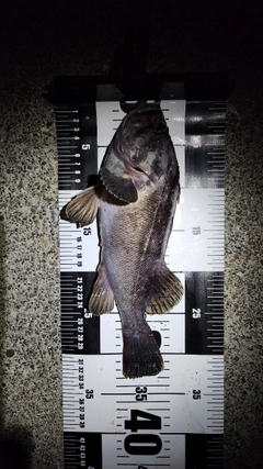 クロソイの釣果