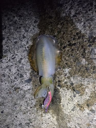 越前海岸