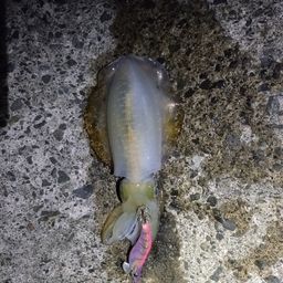アオリイカ