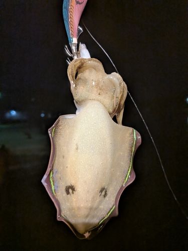 コウイカの釣果
