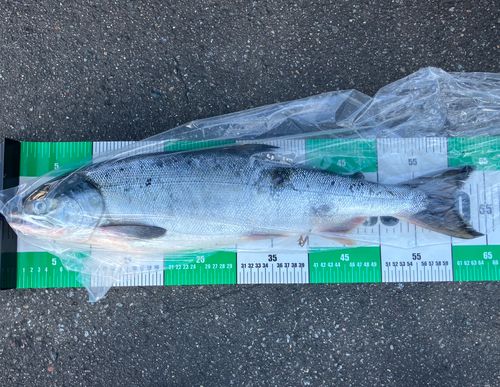 アキアジの釣果