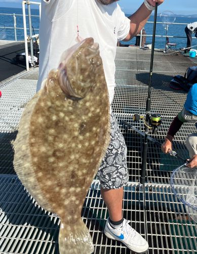 ヒラメの釣果