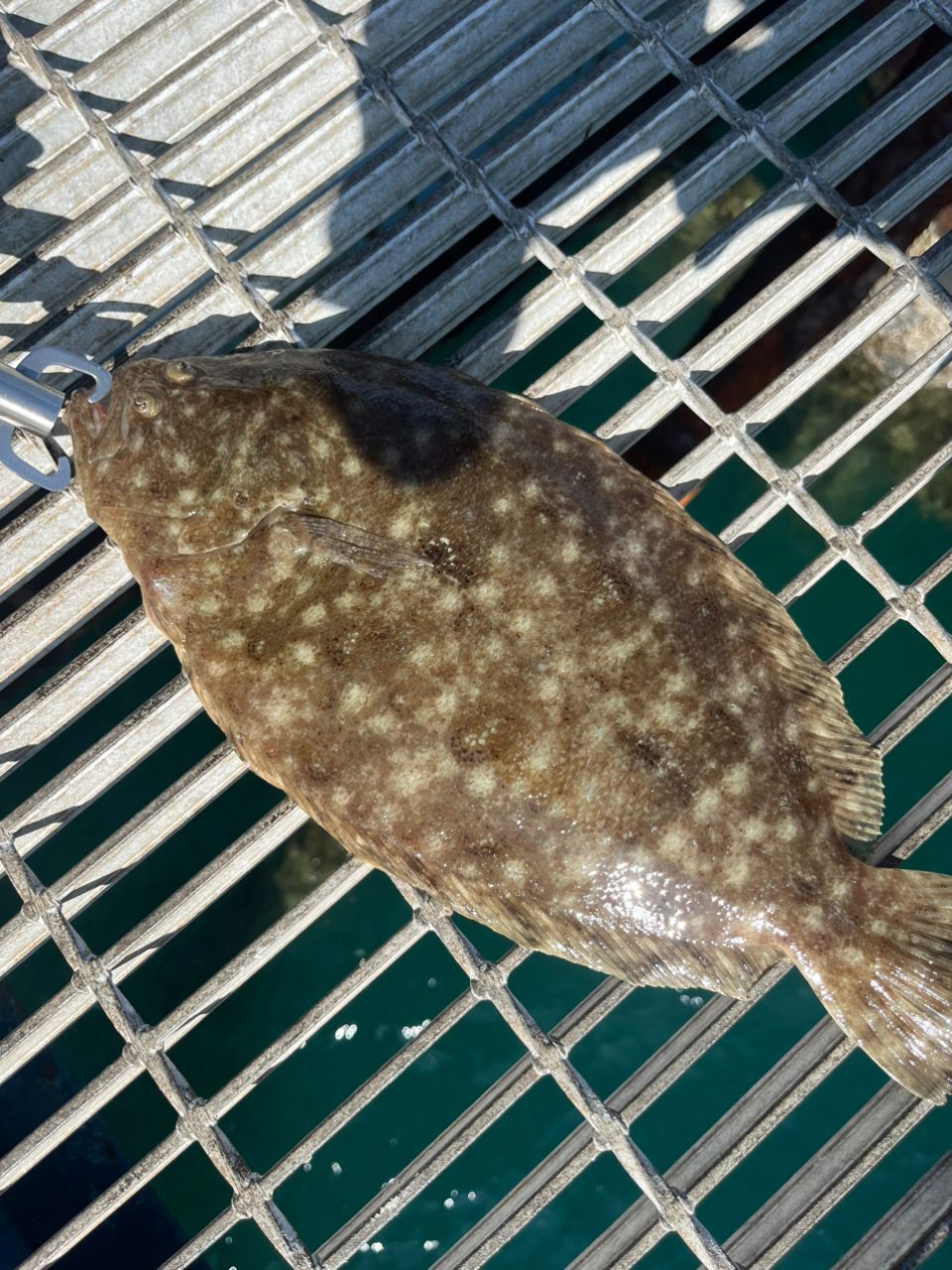 ヒラメ
