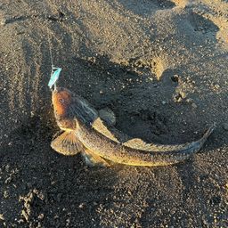 マゴチ