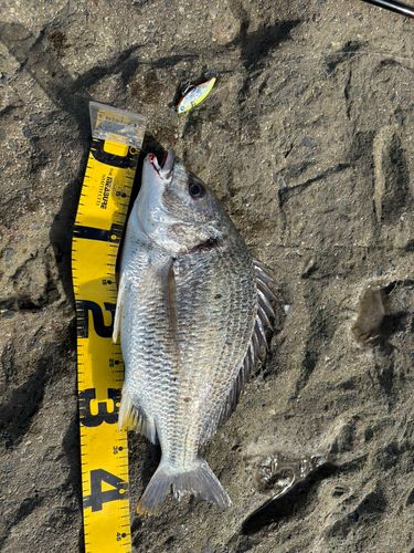 キビレの釣果