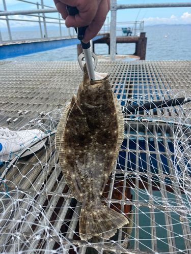 ヒラメの釣果