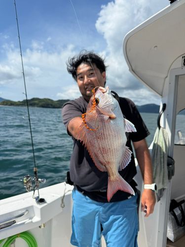 マダイの釣果