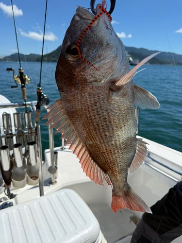 マダイの釣果