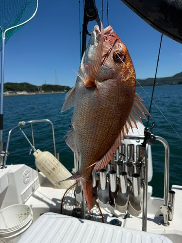 マダイの釣果