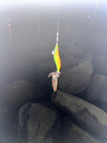 ヒイカの釣果