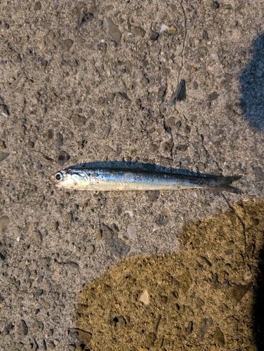 イワシの釣果