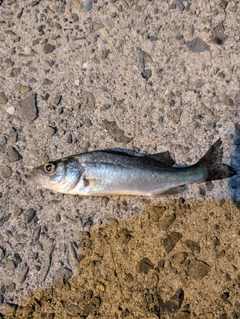 セイゴ（ヒラスズキ）の釣果