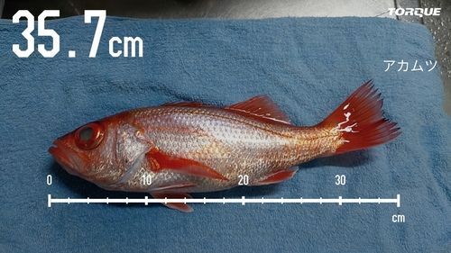 アカムツの釣果