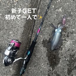 アオリイカ