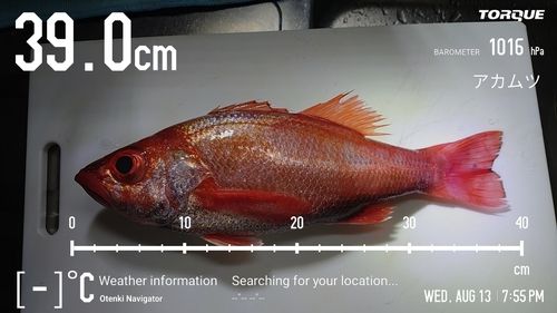 アカムツの釣果