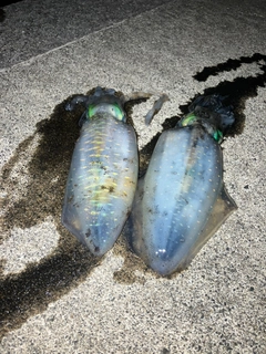 アオリイカの釣果