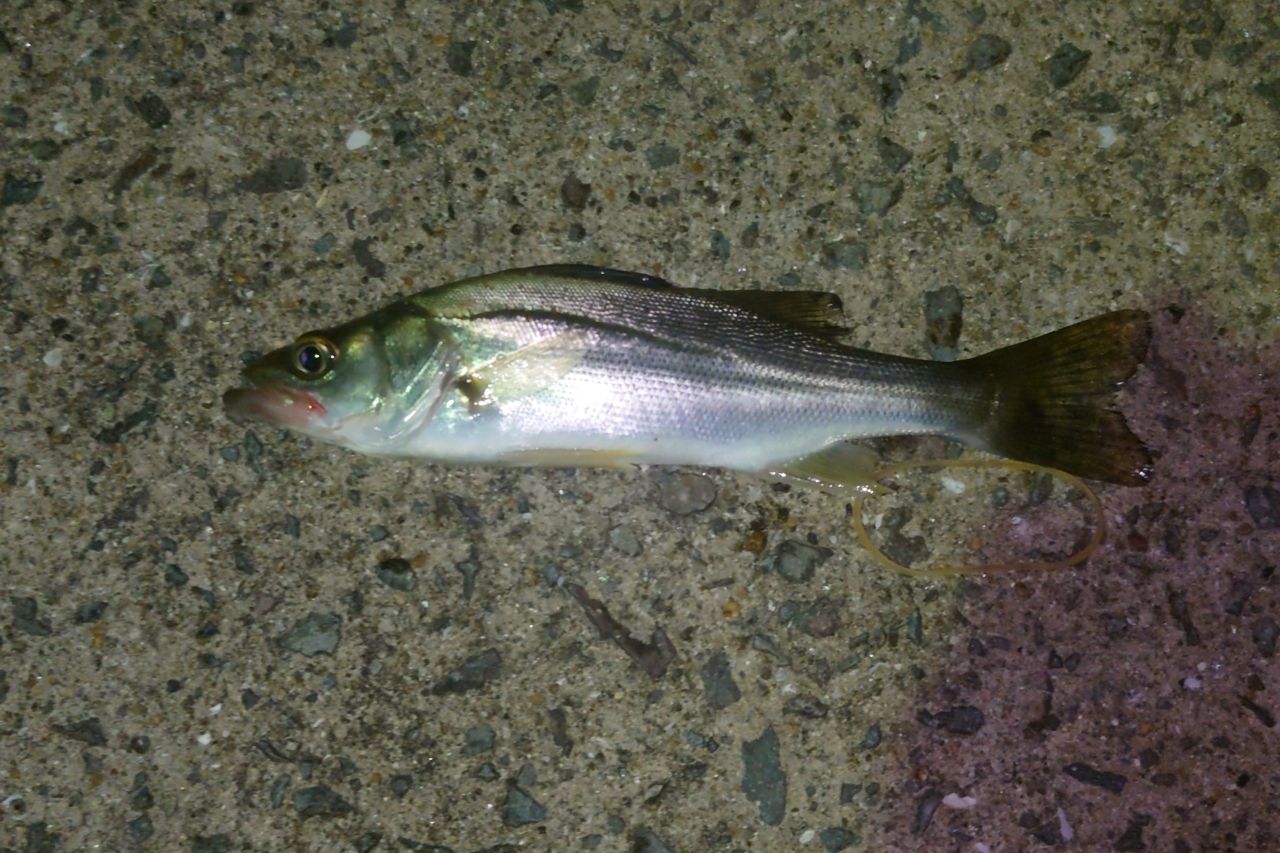 セイゴ（マルスズキ）