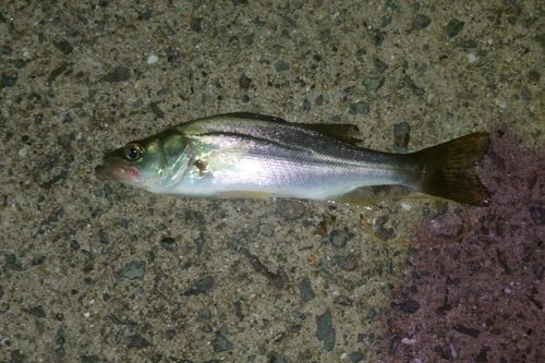橘湾