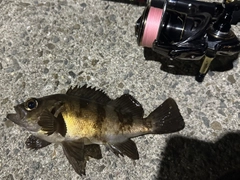 メバルの釣果