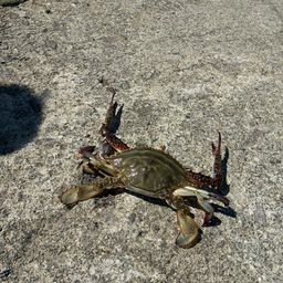 ワタリガニ