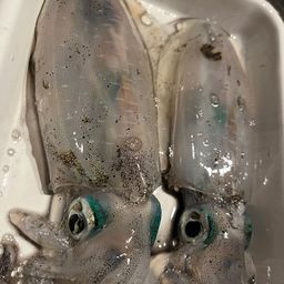 アオリイカ