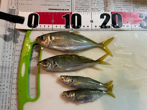 アジの釣果