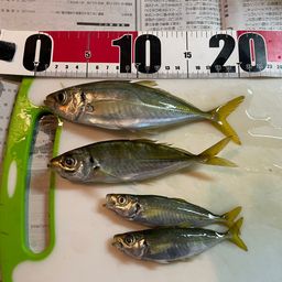 アジ