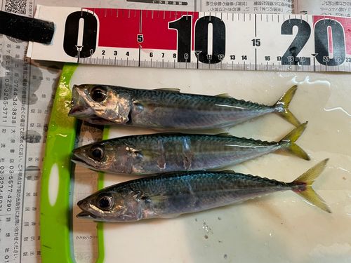 サバの釣果